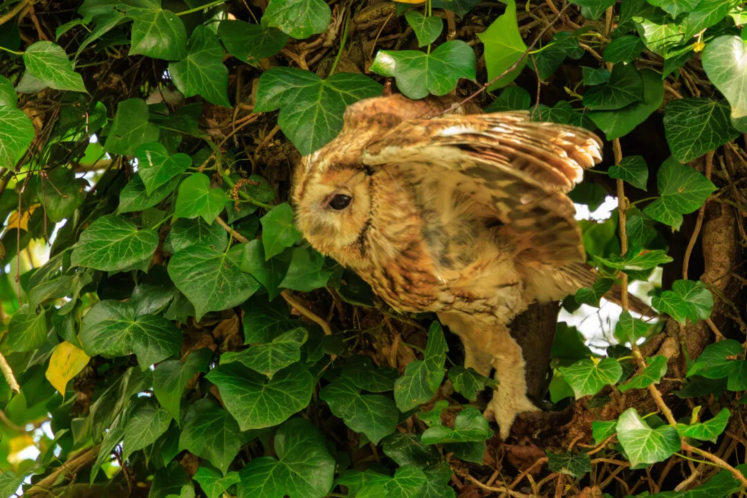 Tawny owl camouflaged ivy, Hawk Conservancy Park, Hampshire