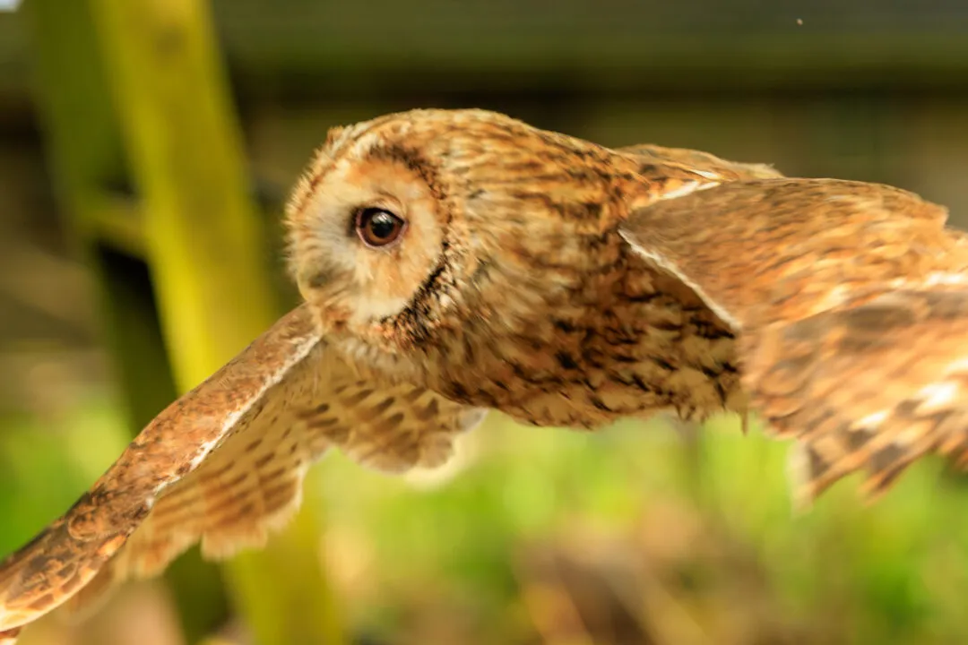 Tawny owl flight closeup, Hawk Conservancy Park, Hampshire