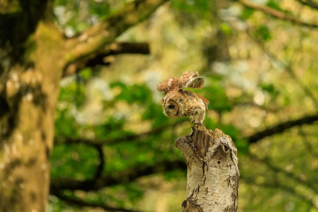 Tawny owl launch, Hawk Conservancy Park, Hampshire