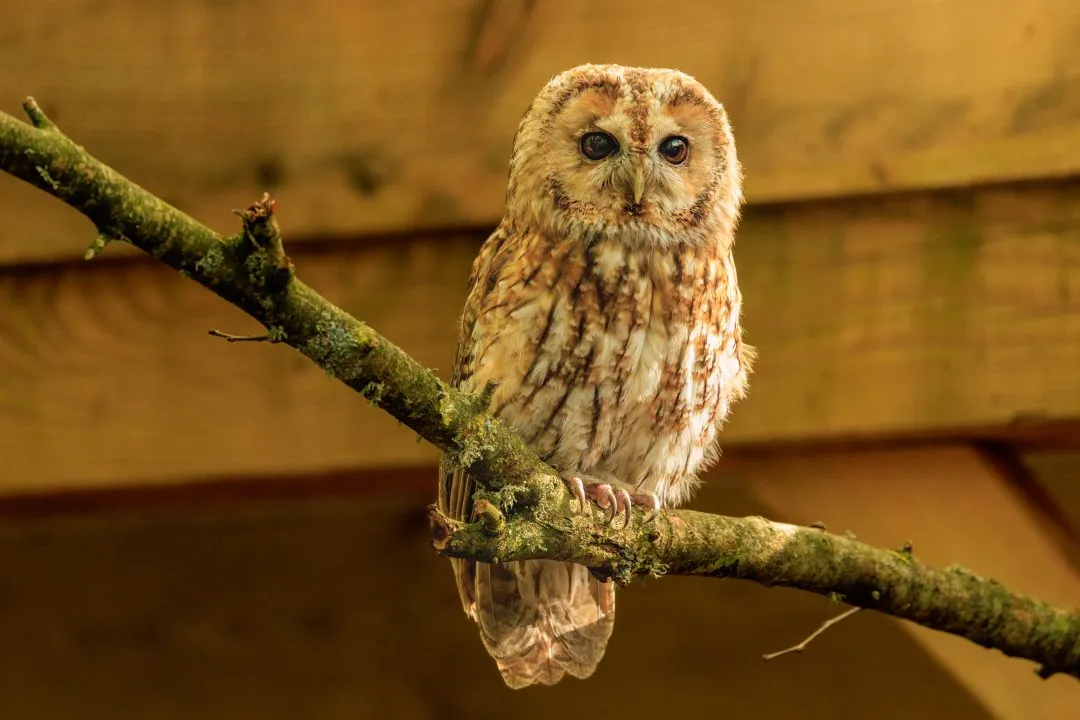 Tawny owl portrait, Hawk Conservancy Park, Hampshire