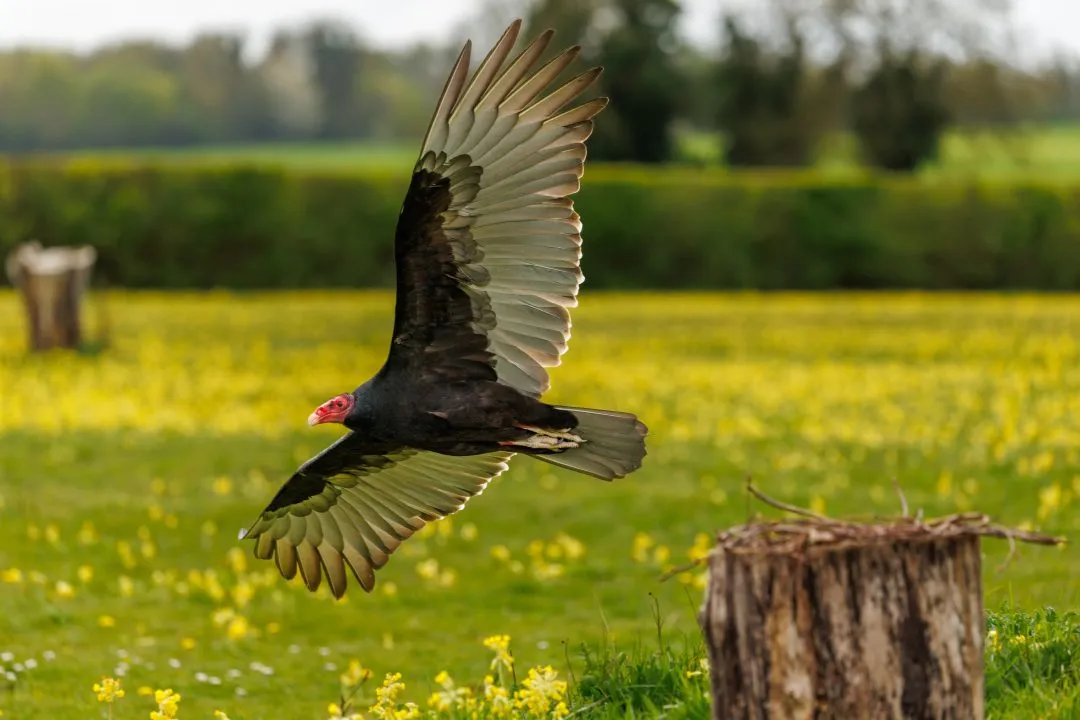 Turkey vulture flight flowers, Hawk Conservancy Park, Hampshire