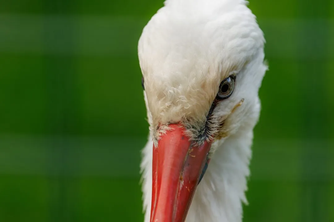 White stork face closeup, Hawk Conservancy Park, Hampshire