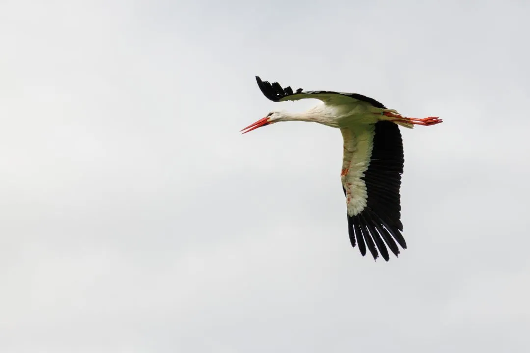 White stork flight, Hawk Conservancy Park, Hampshire