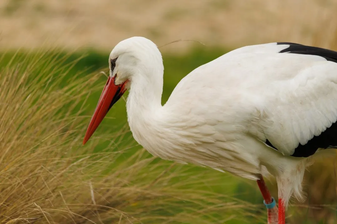 White stork portrait, Hawk Conservancy Park, Hampshire