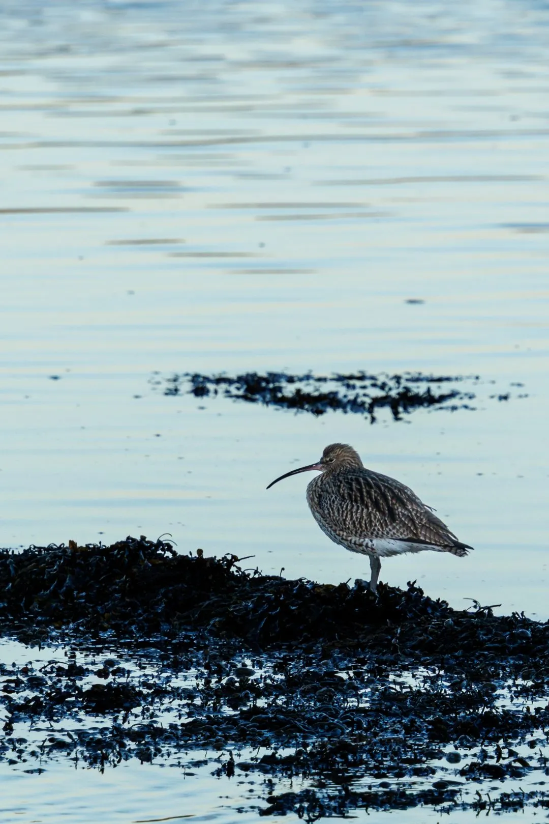 Curlew mudflat, Hilsea Lines