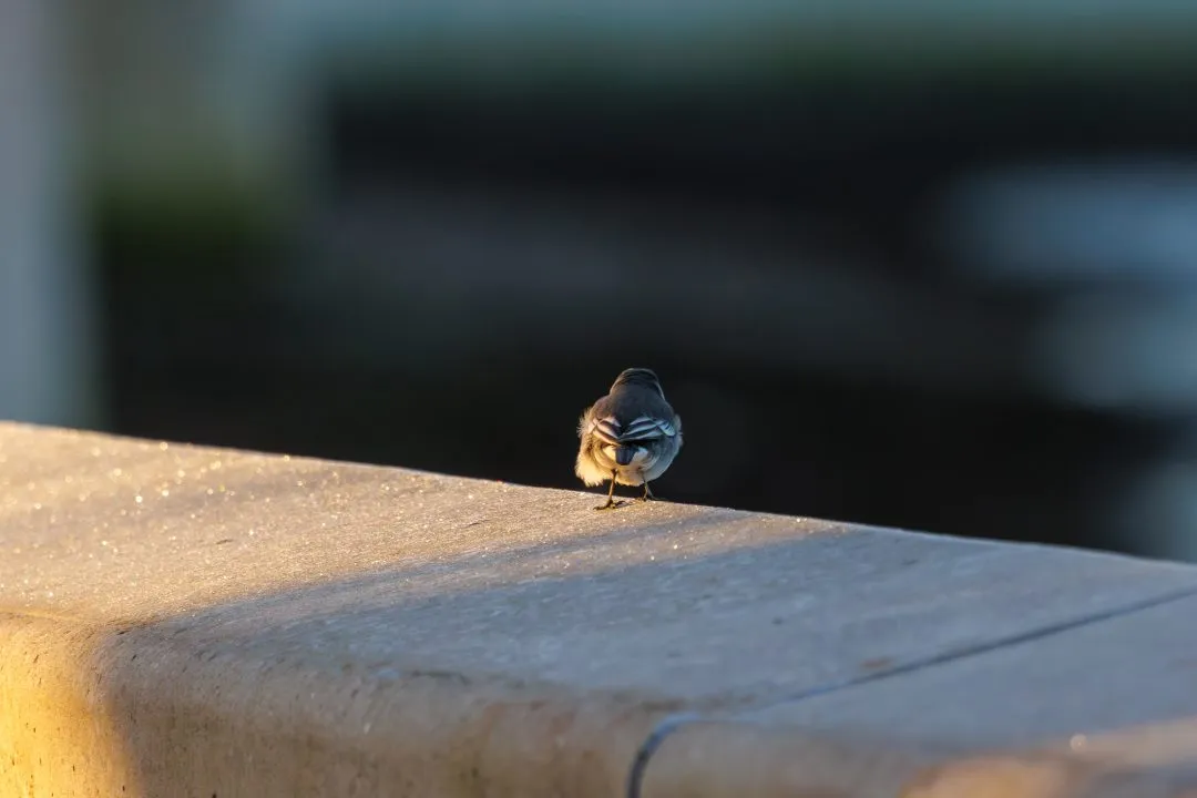 Wagtail sunlit wall, Hilsea Lines