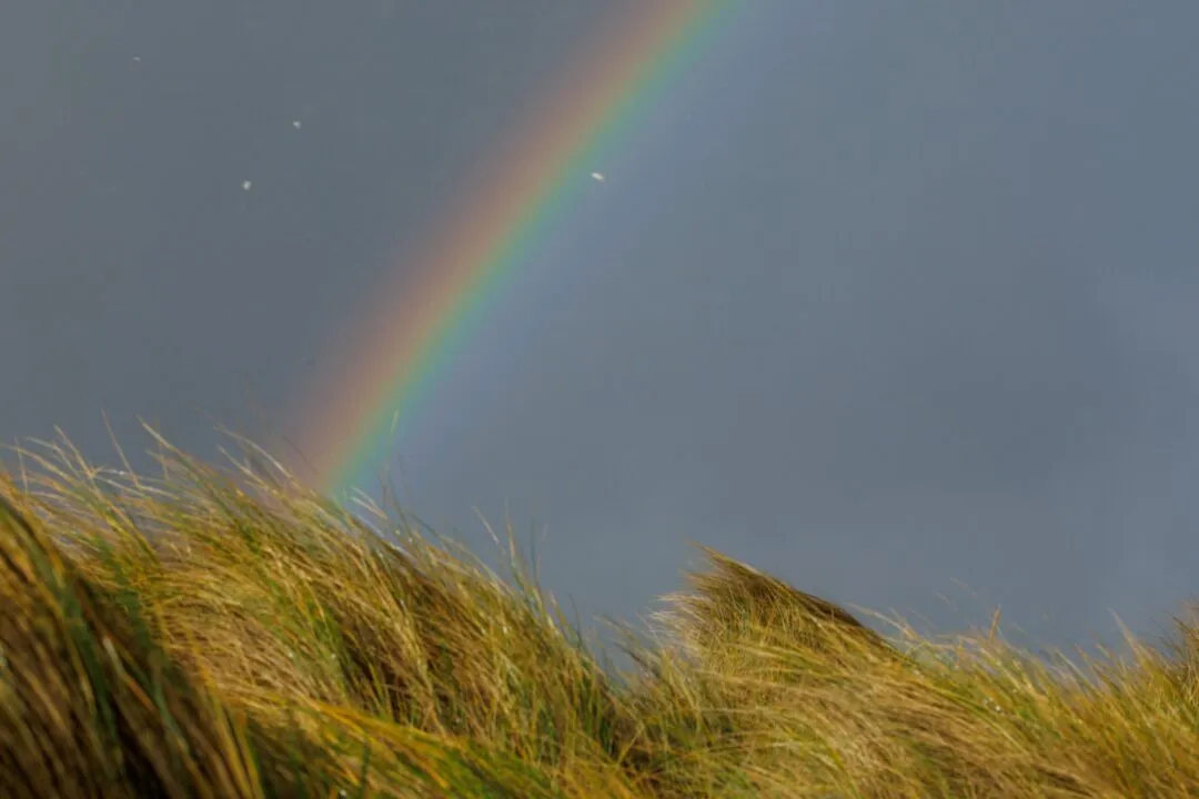 Horsey gap rainbow seal pup