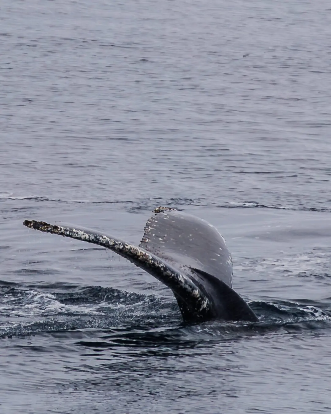 Humpback whale fluke lifted clean out of flat grey water in Antarctica, barnacle texture visible