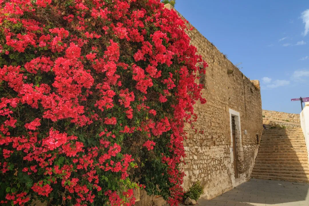 Bougainvillea wall staircase, Ibiza Old Town