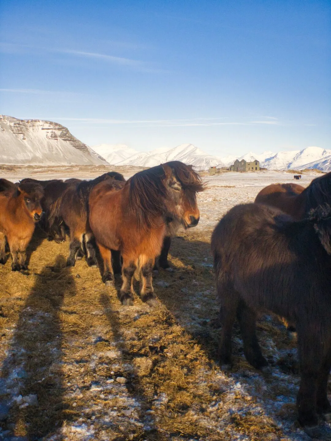 Iceland horses abandoned farmhouse