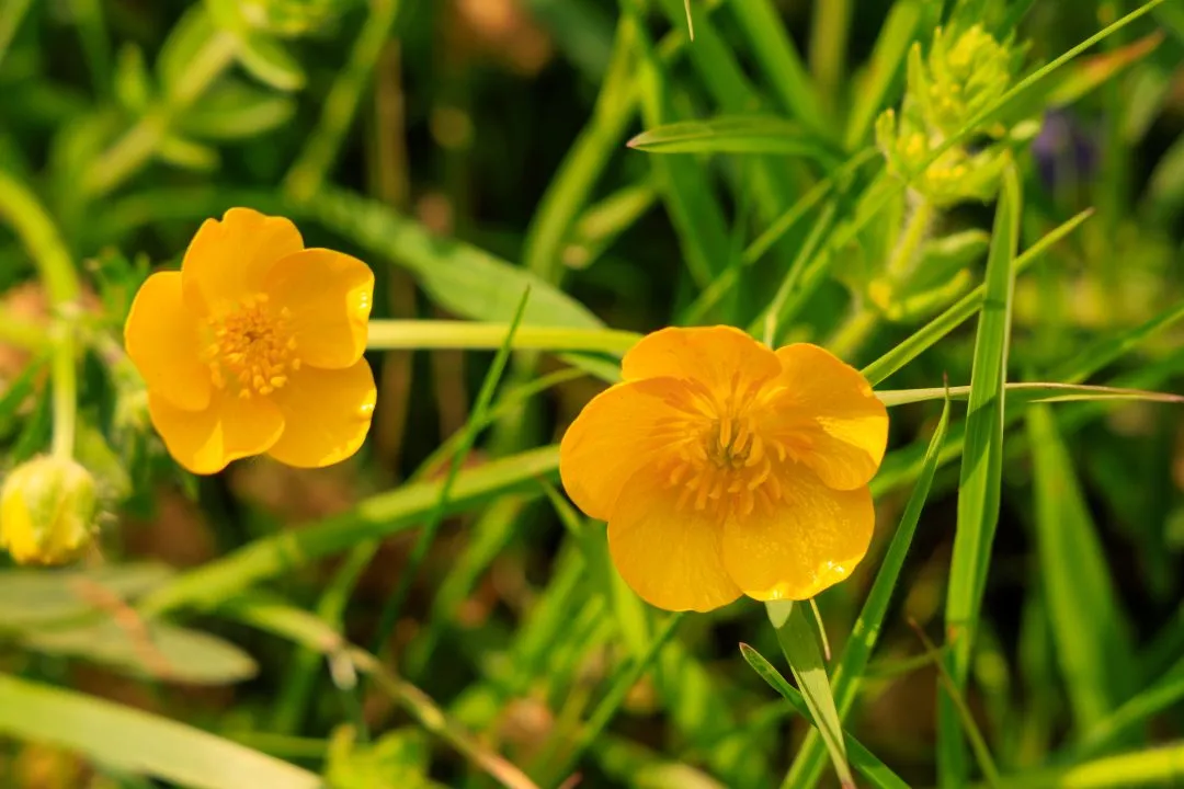 Buttercup flowers macro, Idsworth