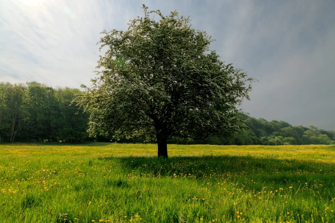 Hawthorn tree buttercup meadow, Idsworth