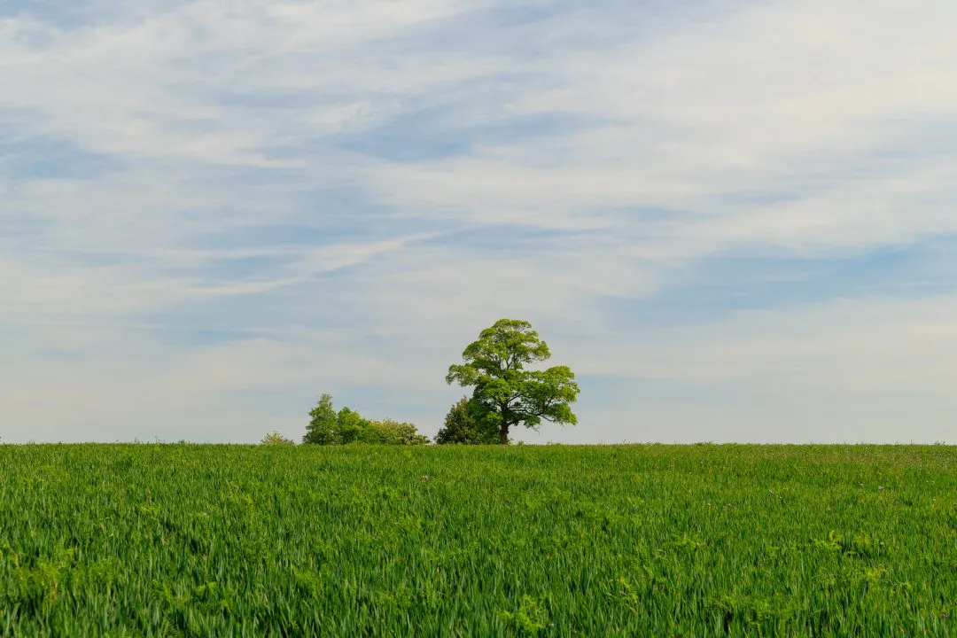 Lone tree field horizon, Idsworth