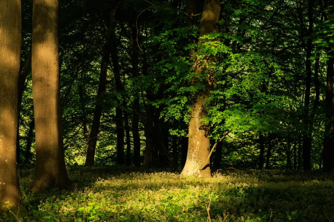 Woodland sunlit tree wildflowers, Idsworth