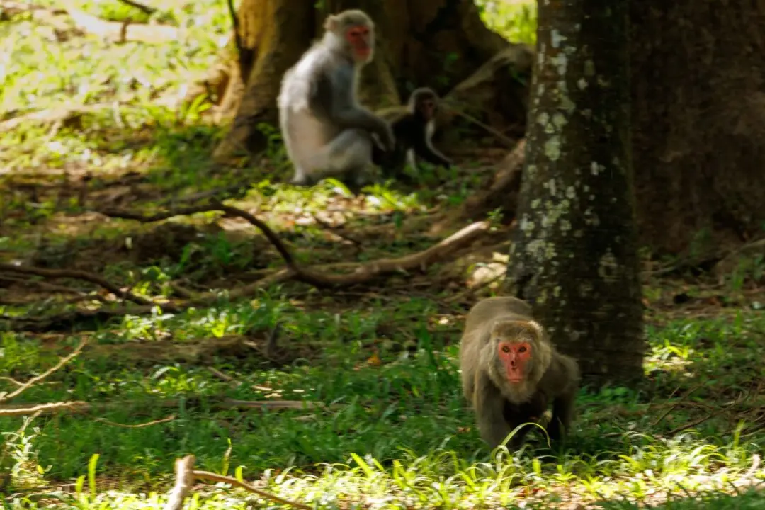 Macaque walking towards camera with sharp eye contact, Kenting, Taiwan