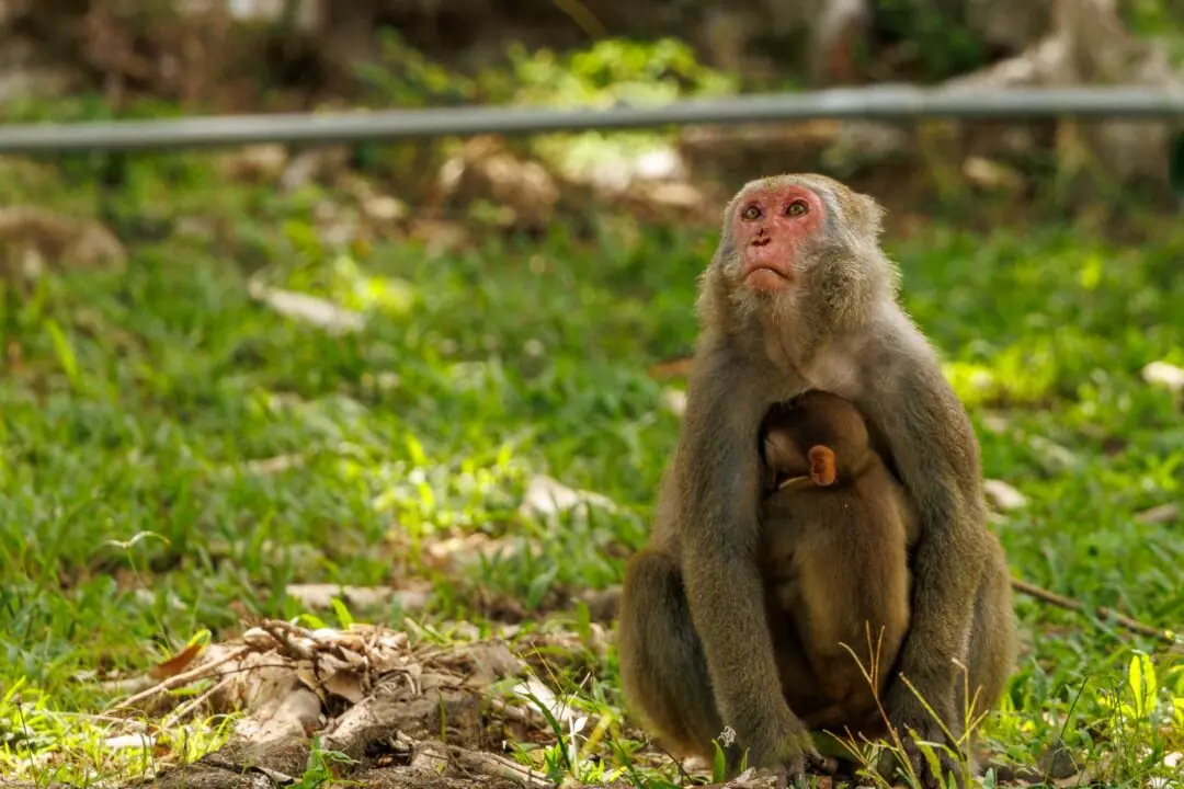 Wild macaque mother cradling her baby and looking skyward, Kenting, Taiwan