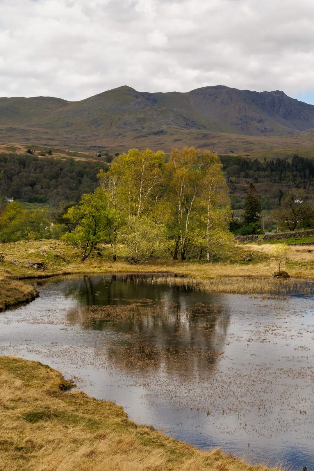 Birch trees craggy peak vertical, the Lake District, Cumbria