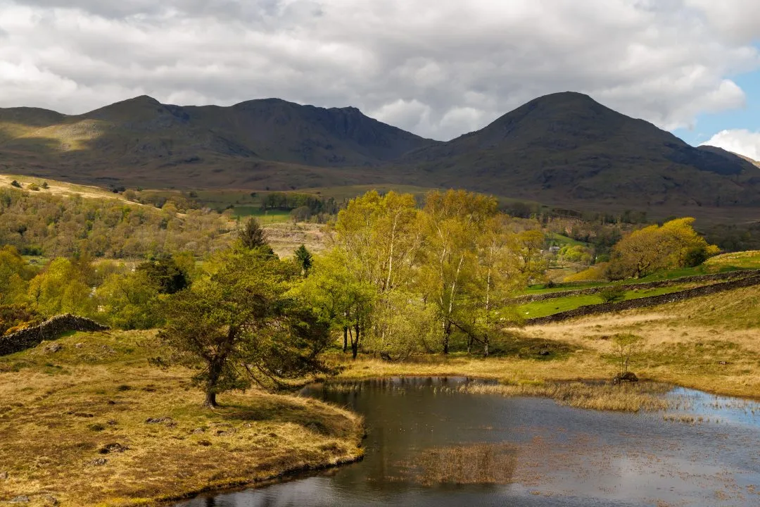 Birch trees mountain tarn, the Lake District, Cumbria