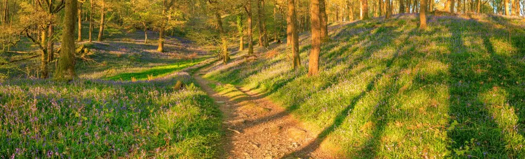 Bluebell wood path panorama, the Lake District, Cumbria