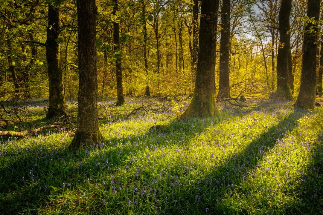 Bluebell wood sunbeams, the Lake District, Cumbria