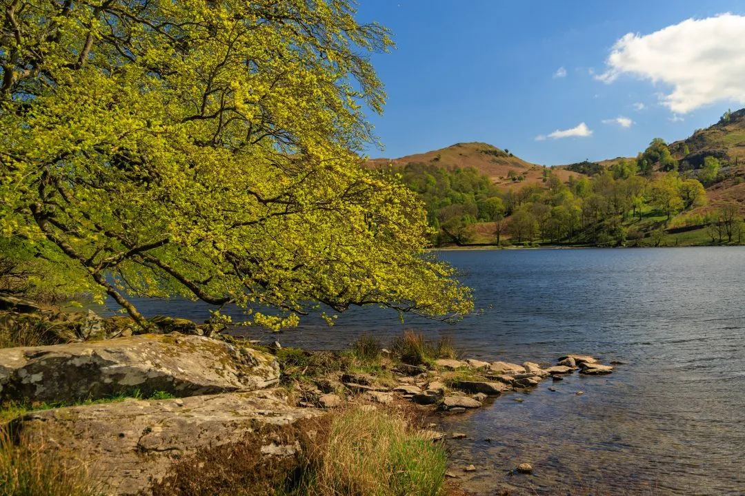 Golden tree lake knoll, the Lake District, Cumbria