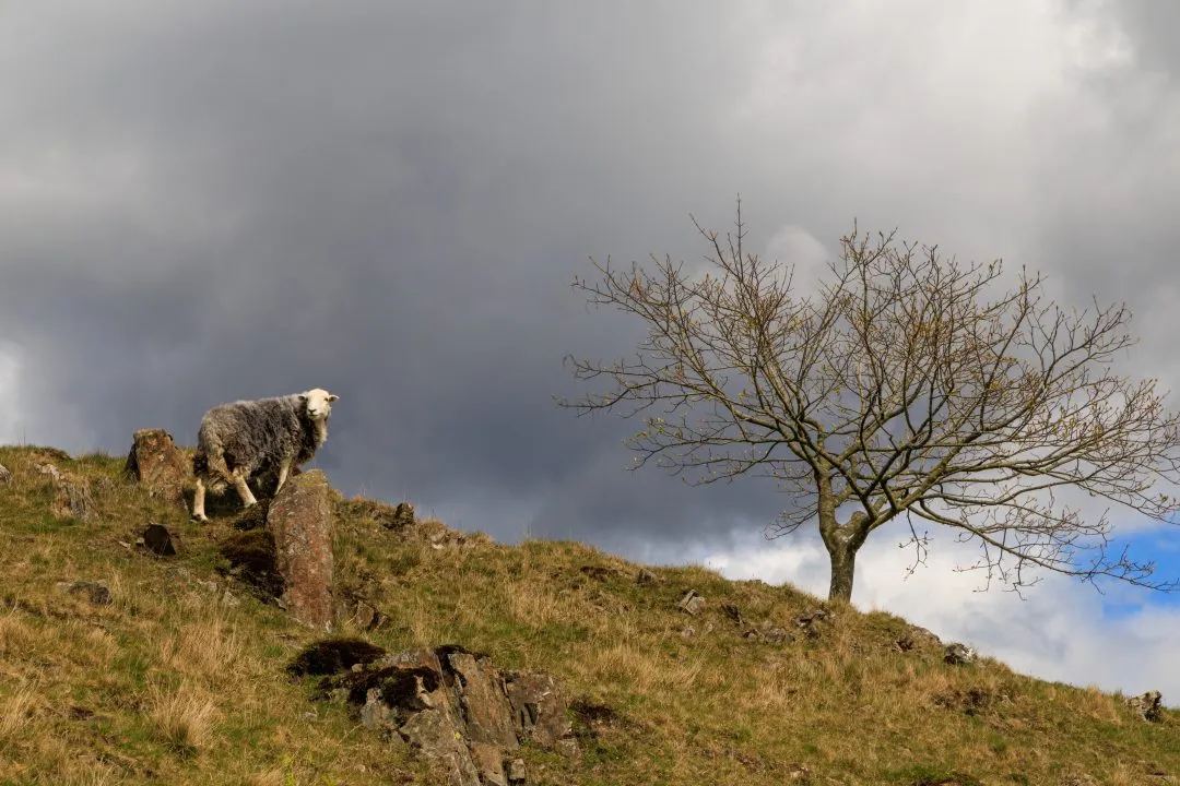 Herdwick sheep stormy sky, the Lake District, Cumbria