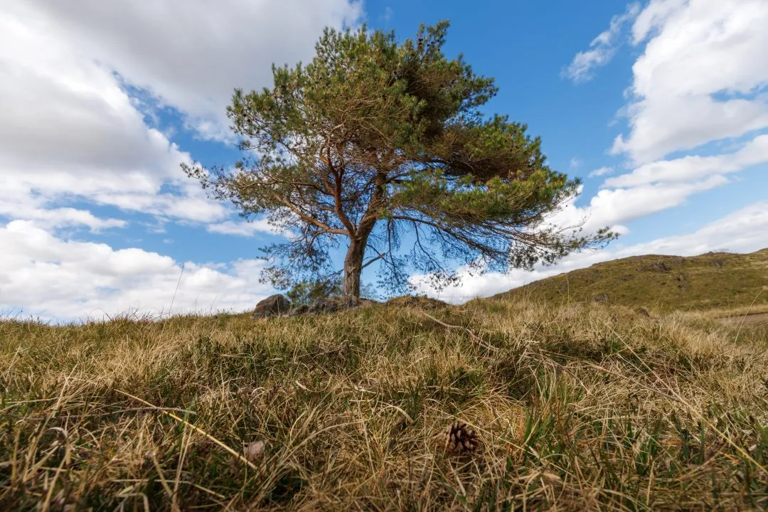 Lone pine low angle blue sky, the Lake District, Cumbria