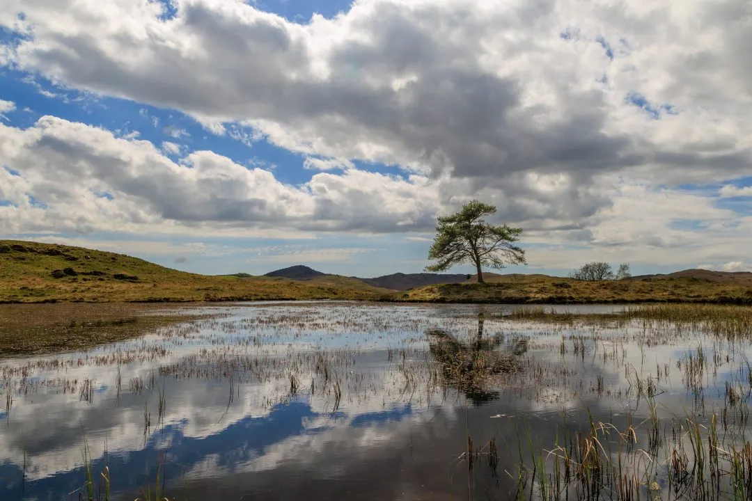 Lone pine tarn reflection, the Lake District, Cumbria
