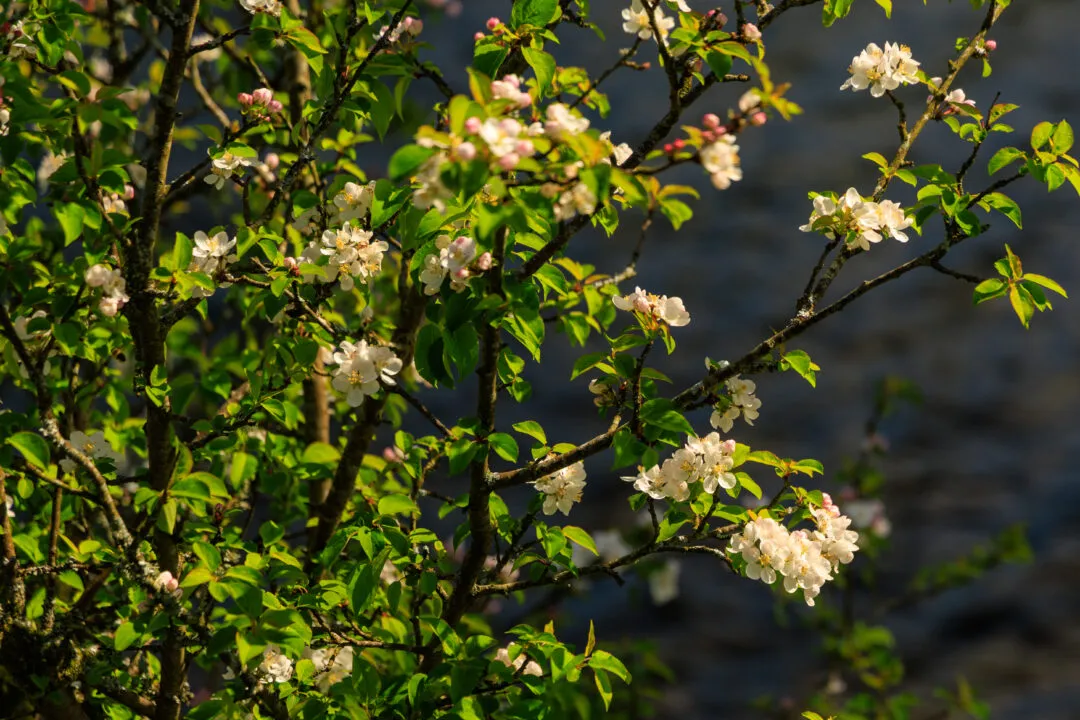 Macro crab apple blossom, the Lake District, Cumbria