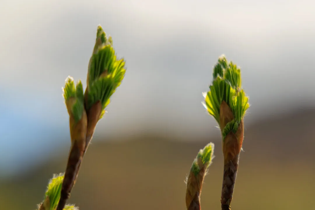 Macro unfurling leaf buds, the Lake District, Cumbria