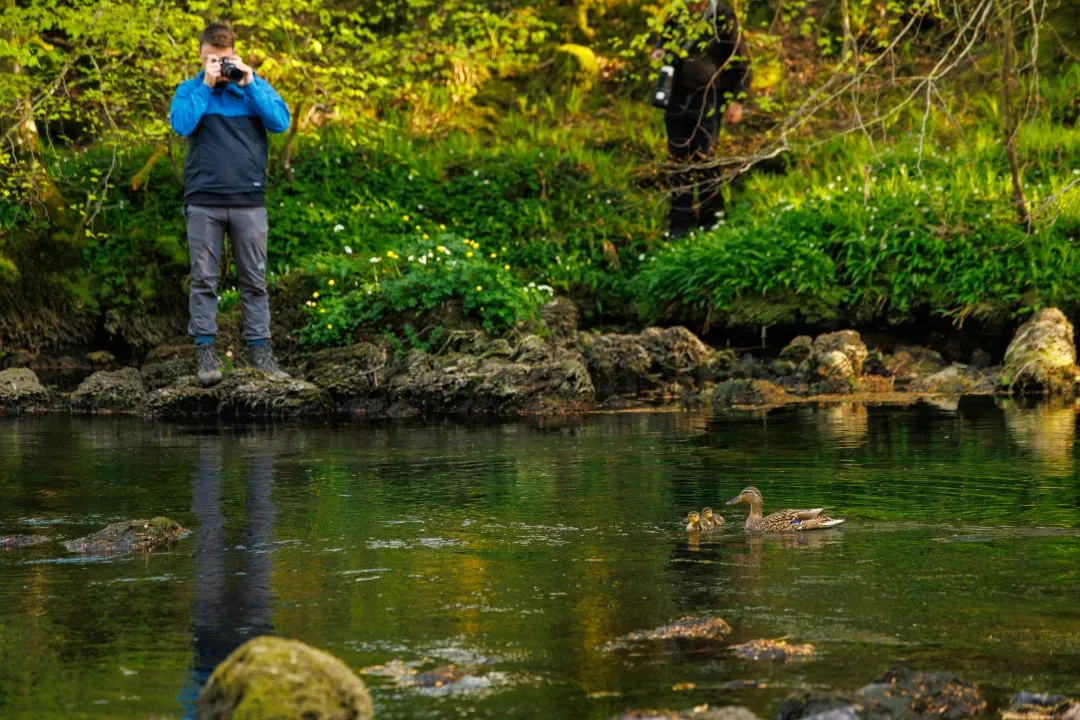 Photographer mallard family, the Lake District, Cumbria
