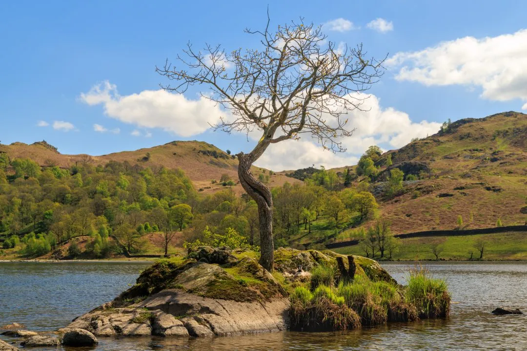 Rydal water lone tree, the Lake District, Cumbria