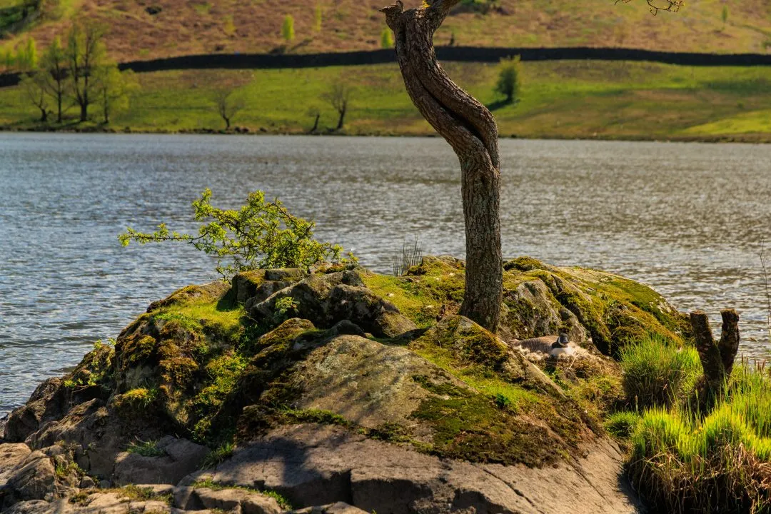 Rydal water nesting goose, the Lake District, Cumbria