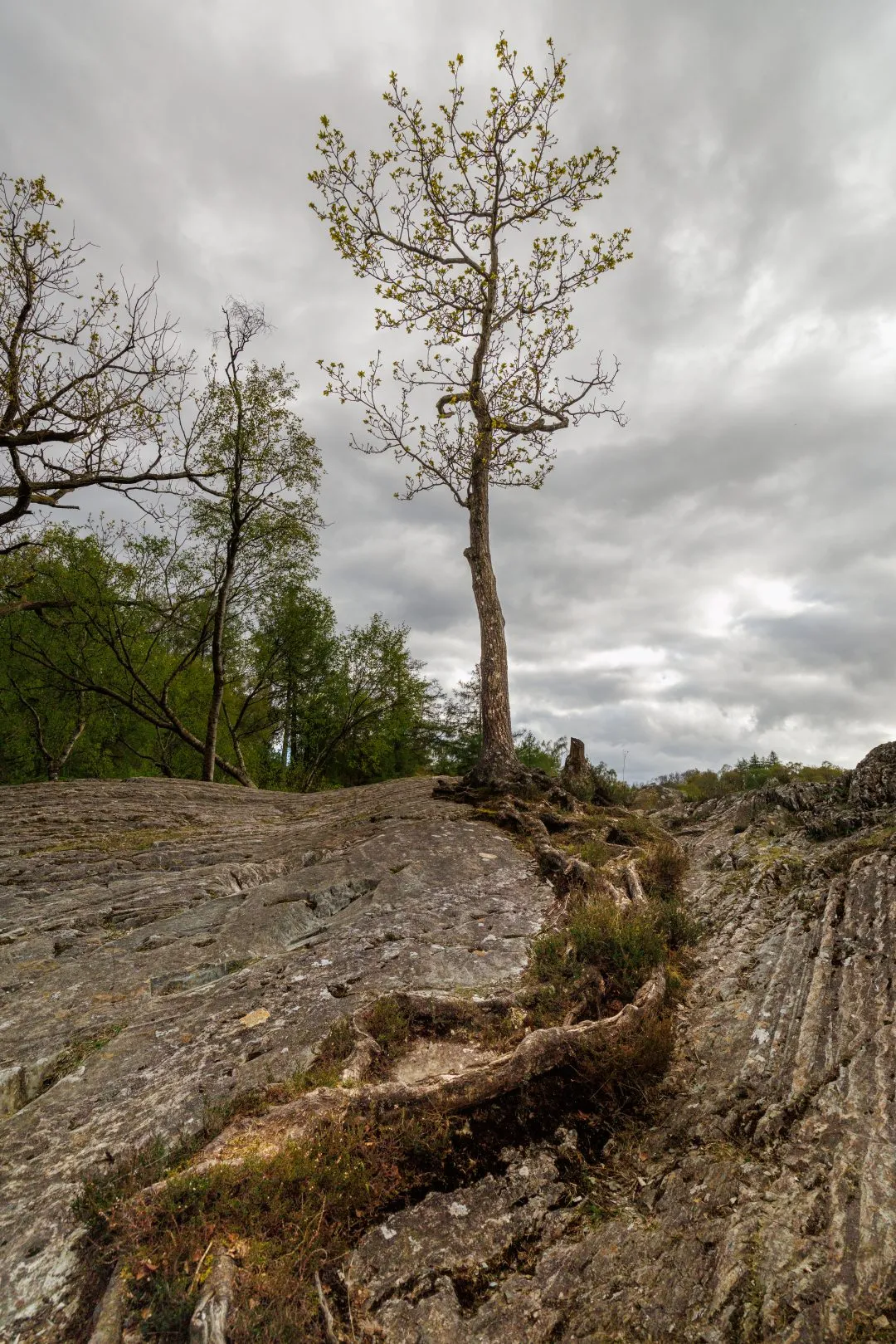 Tree roots quarry rock vertical, the Lake District, Cumbria