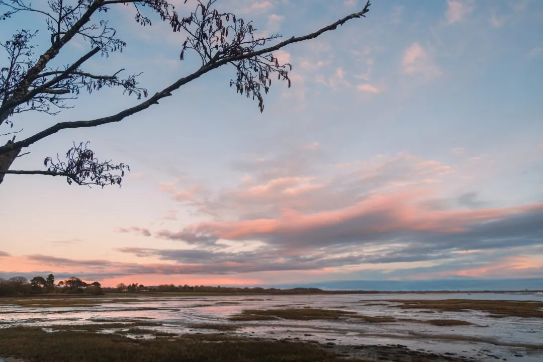Langstone harbour dusk sky alder branch