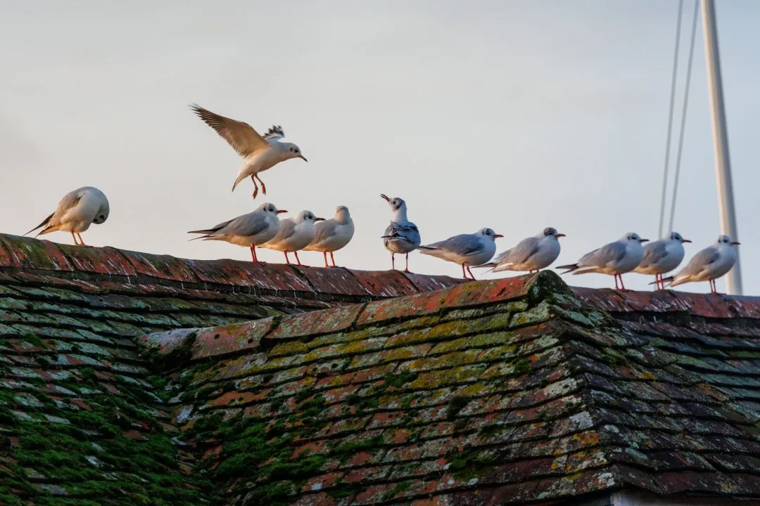 Langstone harbour gulls rooftop
