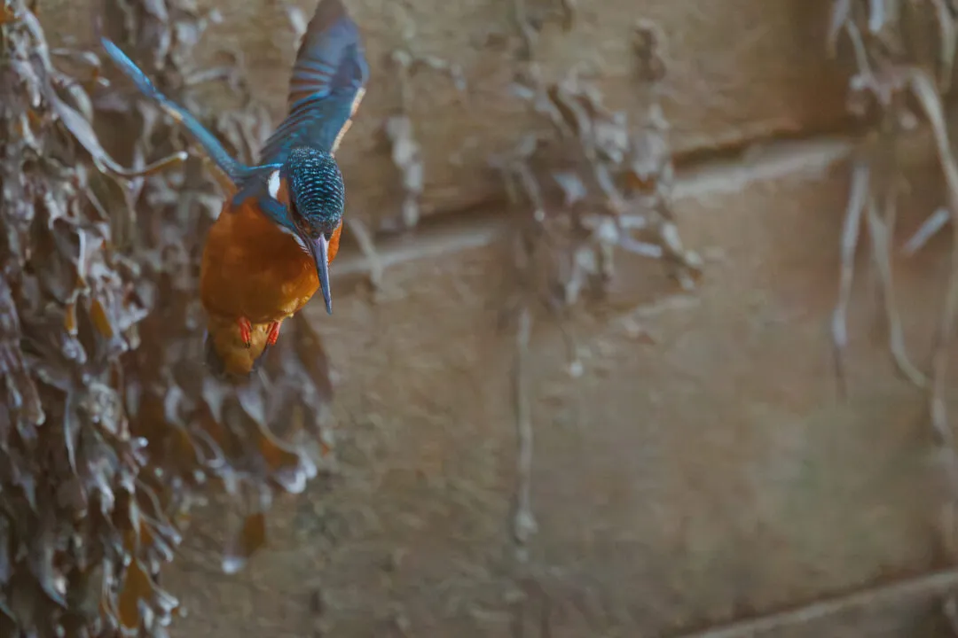Langstone harbour kingfisher flight