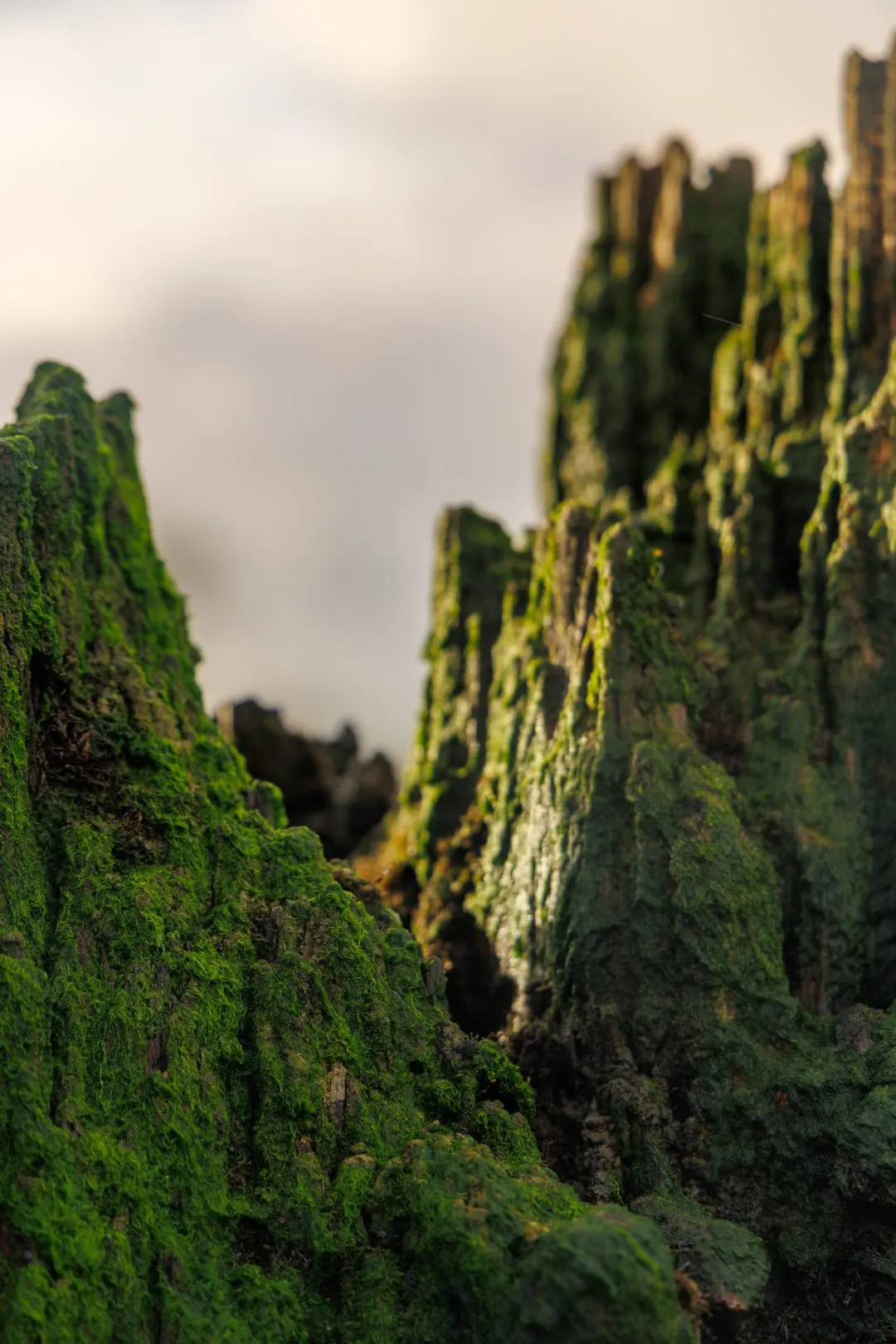 Langstone harbour moss groyne macro
