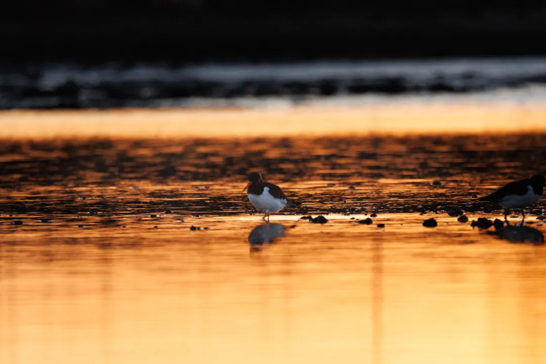 Langstone harbour oystercatchers golden sand