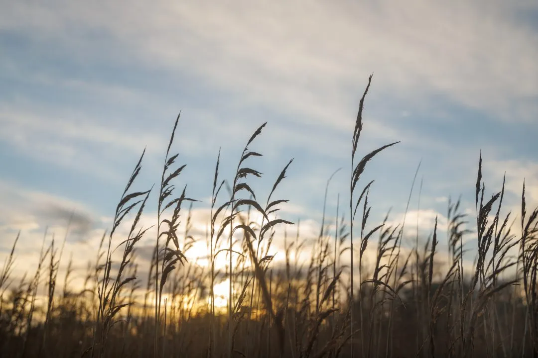 Langstone harbour reed silhouettes sunset