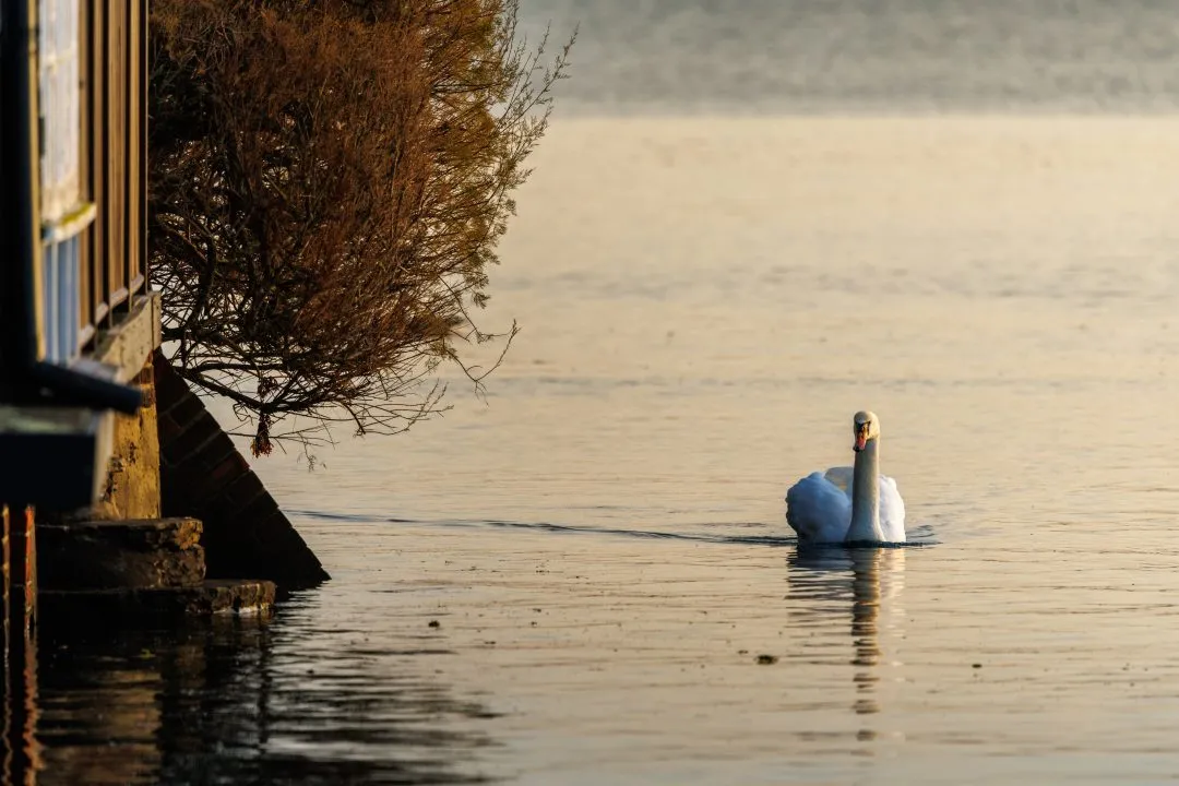 Langstone harbour swan boathouse mist