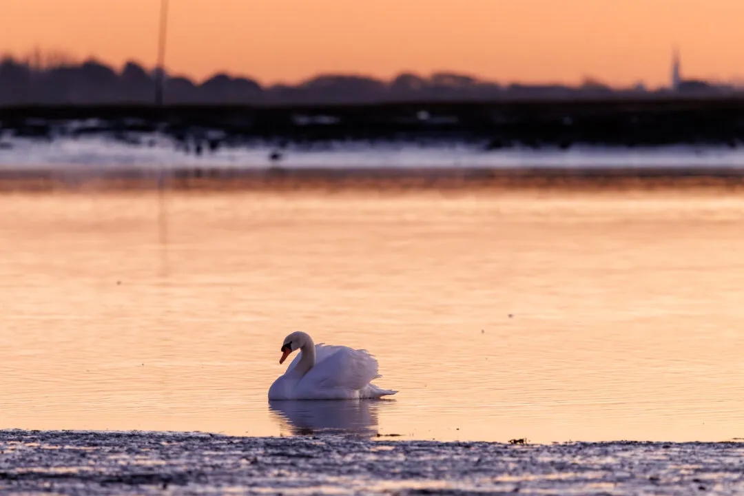 Langstone harbour swan golden sunset swim