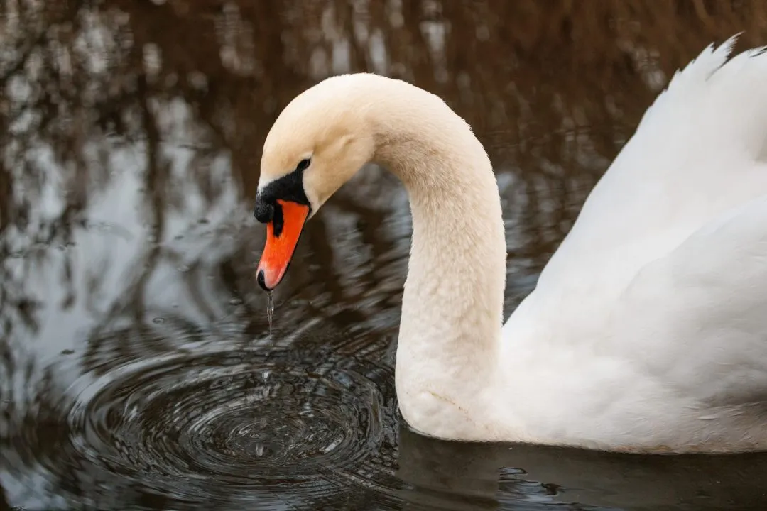 Langstone harbour swan portrait water droplet