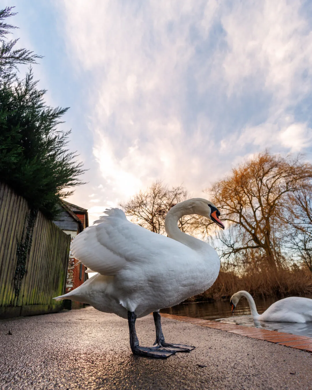 Langstone harbour swan standing portrait