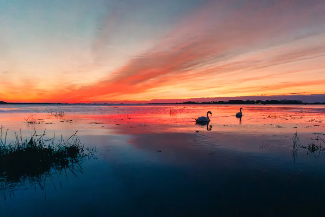 Langstone harbour swans sunset marina
