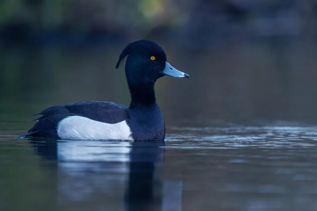 Langstone harbour tufted duck portrait