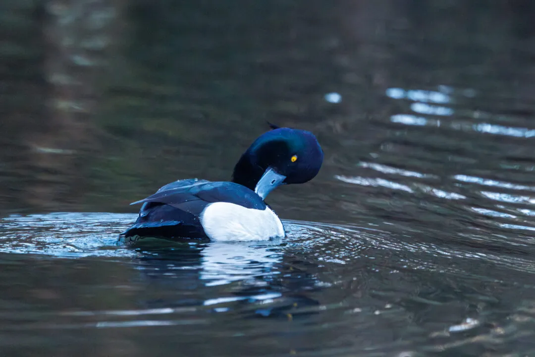 Langstone harbour tufted duck preening