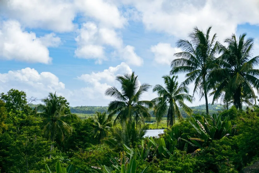 Layered palm canopy river glimpse siargao