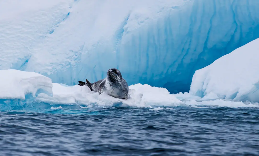 Leopard seal raising its head off an ice floe between glowing blue iceberg walls in the Antarctic Peninsula