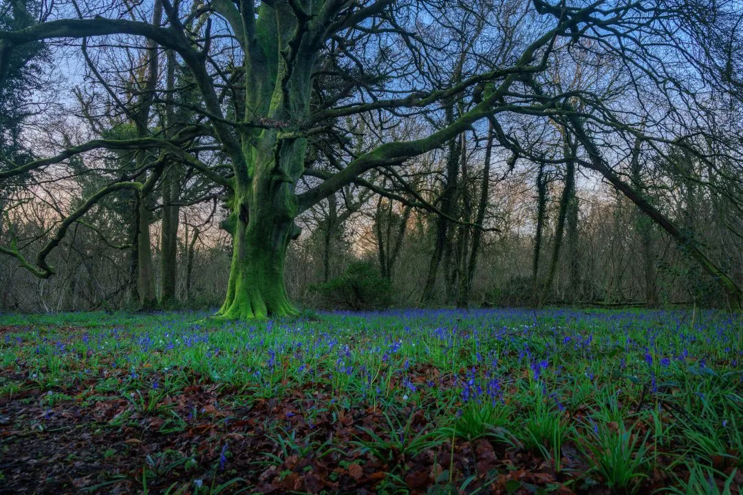 Ancient oak dusk bluebells, Little Hyden Woods
